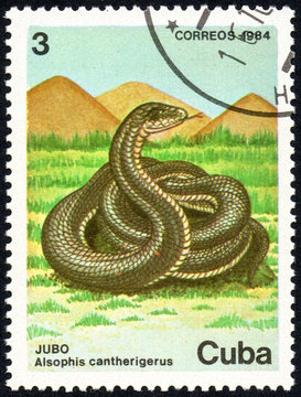 UKRAINE - CIRCA 2017: A stamp printed in Cuba, shows Jubo Alsophis cantherigerus, circa 1982