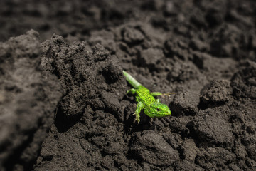 Bright green lizard close-up on ground