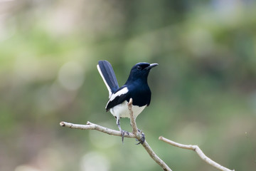 Oriental magpie robin