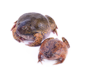 bullfrog on white background