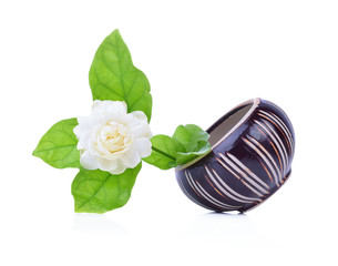 Jasmine flower  isolated on white background.