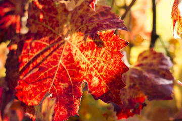 Autumn Leaves in the Sunset