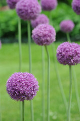 Fototapeta premium Purple Allium in Blooom