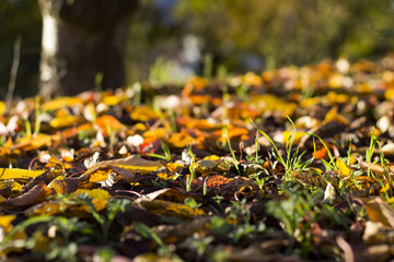 Autumn Leaves on the Ground in the Sunset