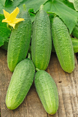 Cucumbers on old timber