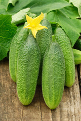 Cucumbers on old timber