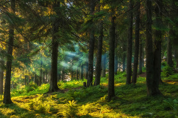 Nadelwald am frühen Morgen, die Sonnenstrahlen filtern durch die Äste und den Nebel. Grüne Farne gesättigt und viele andere Pflanzen.
