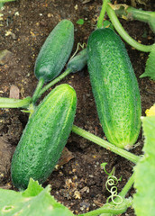 Growing cucumbers on ground