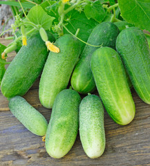 Harvest of cucumbers on old timber