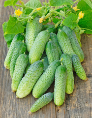 Harvest of cucumbers on old timber