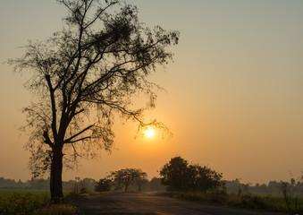 Silhouette of tree and road at sunrise