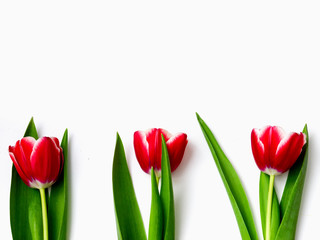 Spring flowers tulips isolated on white background