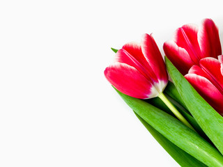 Spring flowers tulips isolated on white background