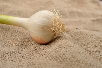 Green garlic with cloves on jute background. Rustic image. Copy space