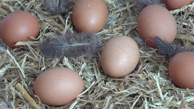 eggs turning with feather on straw