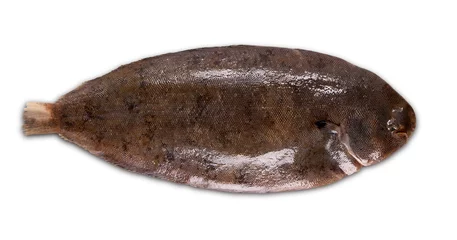 Rolgordijnen fish sole © TheFarAwayKingdom