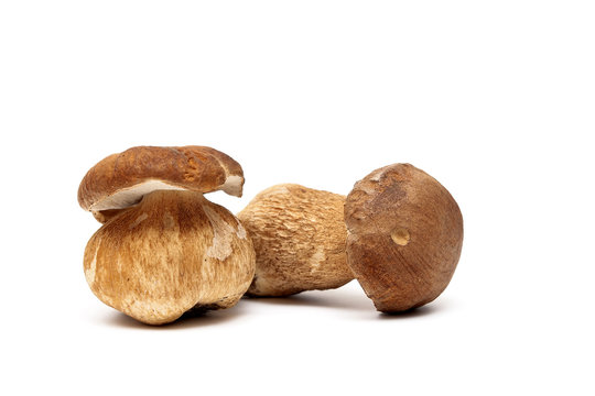wild mushrooms close up isolated on white background