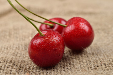 Macro photo of tree red cherries with water drops which are together on one green branch on jute background. Selective focus. Lights and shadows