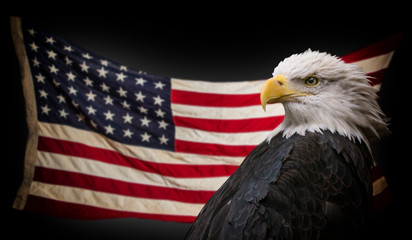 American Bald Eagle with Flag. © Lukas Gojda