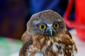 Big eagle owl bird head in closeup