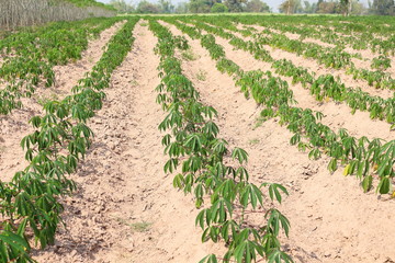 Fototapeta na wymiar Early in the cassava plantation.