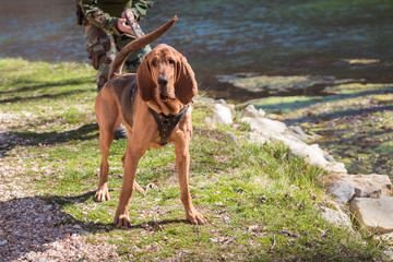 Bloodhound dog on a leash - obrazy, fototapety, plakaty
