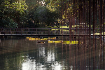 swamp in the park with Wood bridge.