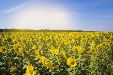 field with sunflowers and blue sky