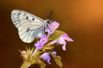 Butterfly - Stock Image