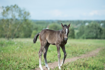 little pony baby in the field