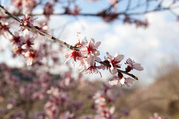Flowering almond in the mountains of Armenia