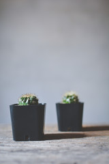 Little beautiful cactus  wood background , hipster tone