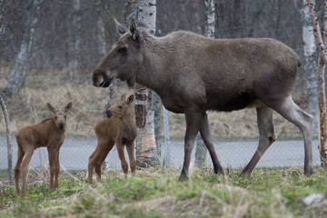 Naklejka na ściany i meble Norway - Mama moose and the kids