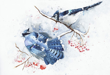Blue jays in winter watercolor painting greeting card