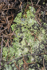 Fungal growths of pine needles.