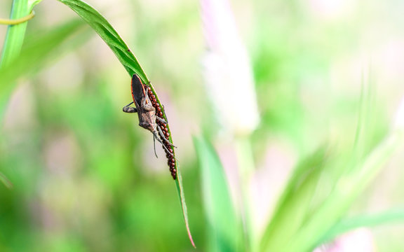 The Grasshopper Covers Its Eggs