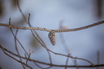 A beautiful pine cone in a natural habitat