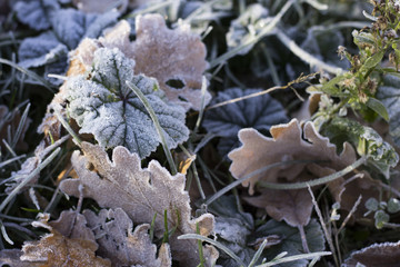 Frozen Leaves on Sunset