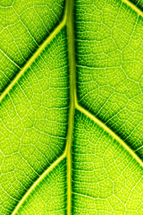 Macro texture structure of green leaf