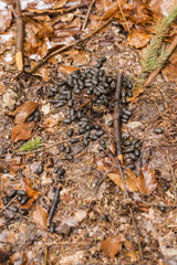 Deer droppings on beech leaves.