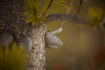 A beautiful pine cone in a natural habitat