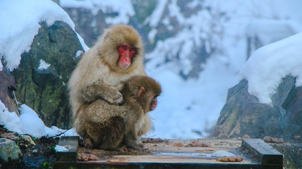 Obraz premium Japanese Snow monkey Macaque in hot spring Onsen Jigokudan Park, Nakano, Japan