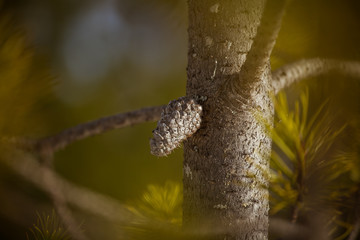 A beautiful pine cone in a natural habitat
