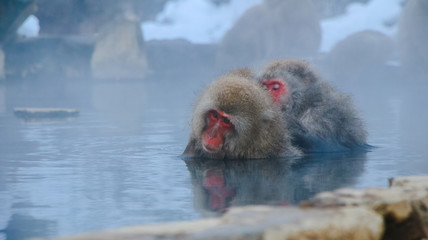 Fototapeta premium Japanese Snow monkey Macaque in hot spring Onsen Jigokudan Park, Nakano, Japan