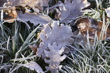 Frozen Leaves on Sunset