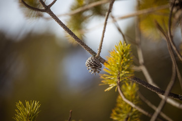A beautiful pine cone in a natural habitat