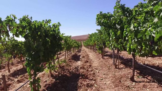 View of the Turkish vineyards