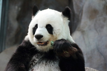 Panda in Chiangmai zoo,Thailand.Her name is Lin Hui.She is a very beautiful panda.