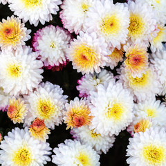 Close-up of beautiful white chrysanthemum flowers blooming in garden. Floral background.
