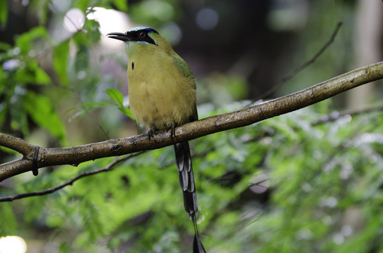 one beutiful exitic bird with the name blue-crowned